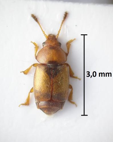 Réf. 207 556 : Kateretes pedicularius